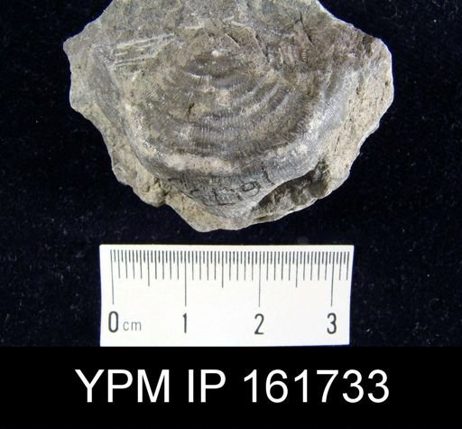 Leptaena rhomboidalis