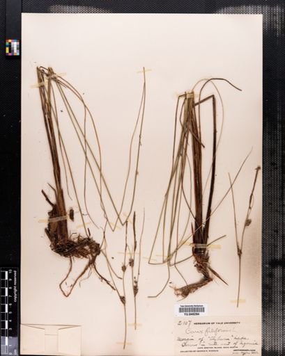 Carex lasiocarpa