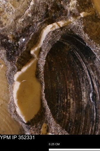 Limopsis striatopunctatus