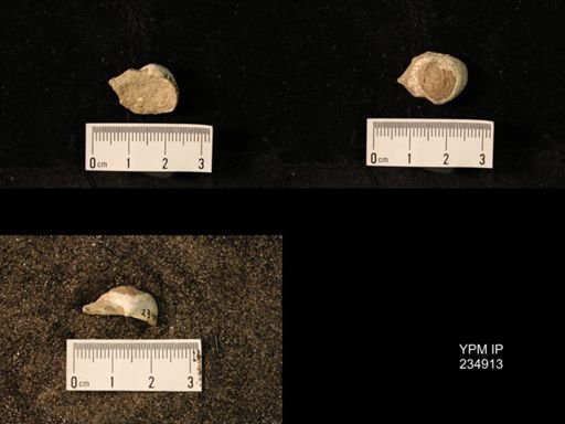 Marginifera fragilis