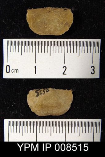 Chonetes chesterensis