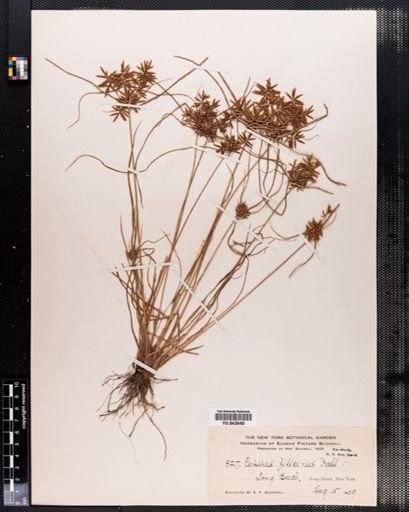 Cyperus filicinus