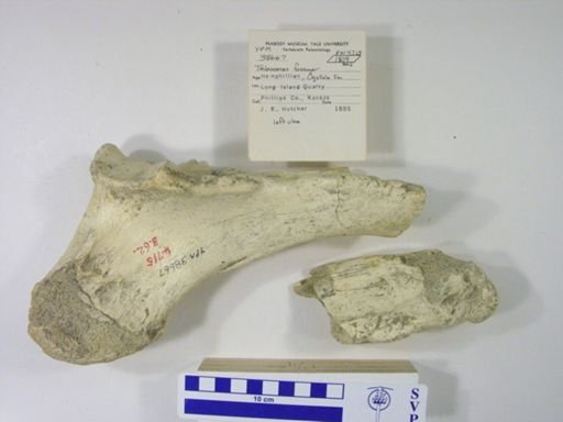 Teleoceras fossiger