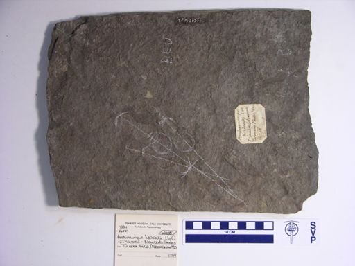 Anchisauripus hitchcocki