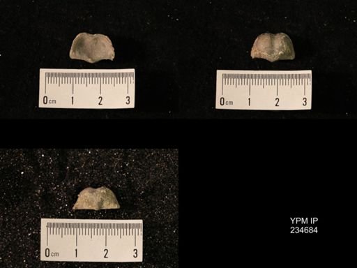 Marginifera splendens