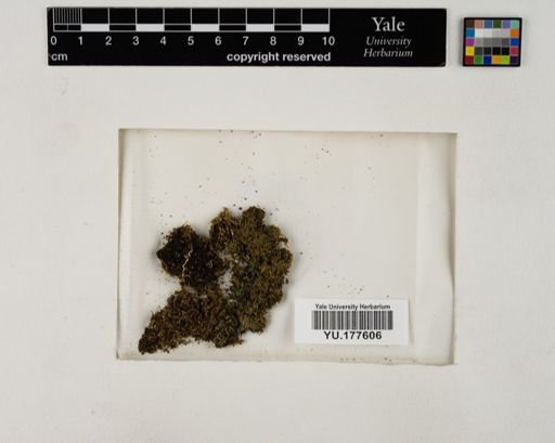 Plantae