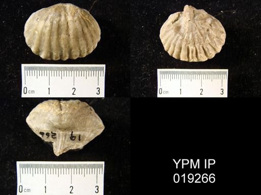 Meekella striatocostata