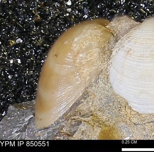 Limopsis striatopunctatus
