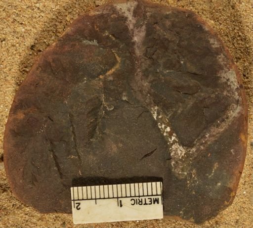 Pecopteris