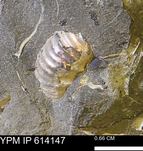 Scaphites sp.