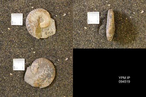 Hoploscaphites comprimus
