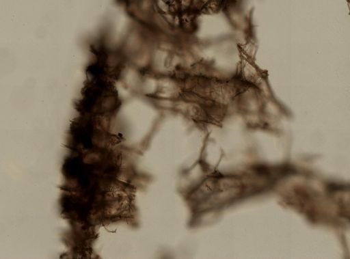 Niphates erecta