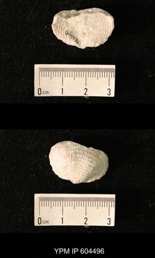 Productus?