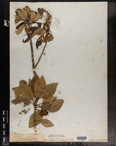 Plantae