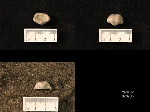 Marginifera wabashensis