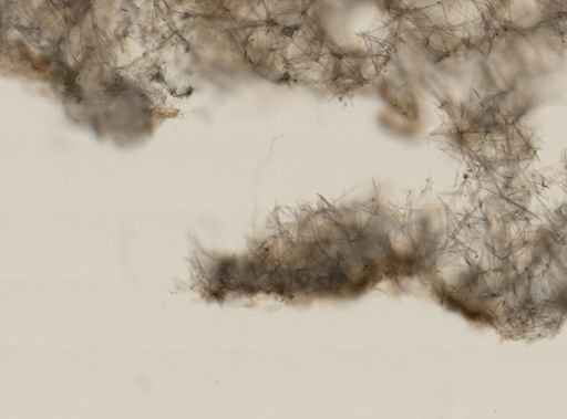 Tedania ignis