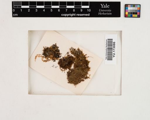 Plantae