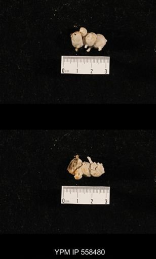 Girtycoelia sp.
