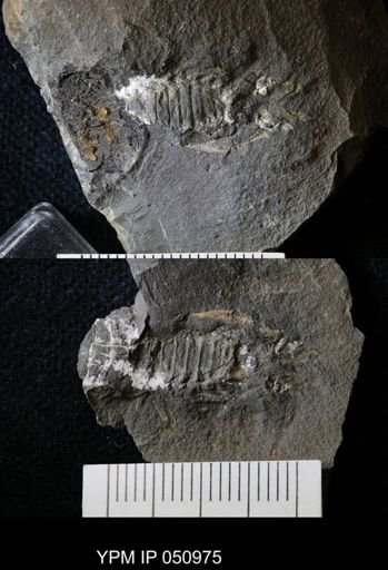 Anthracaris gracilis