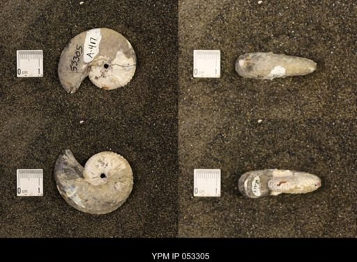Discoscaphites conradi