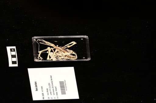 Rana clamitans