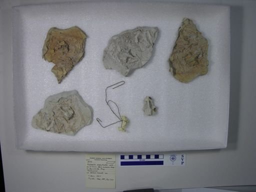 Watsonulus eugnathoides