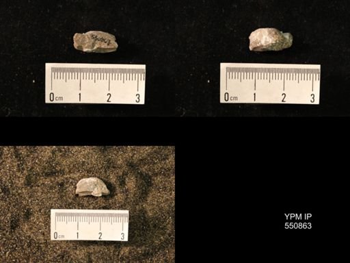 Marginifera wabashensis