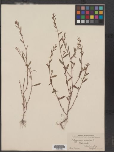 Polygonum aviculare