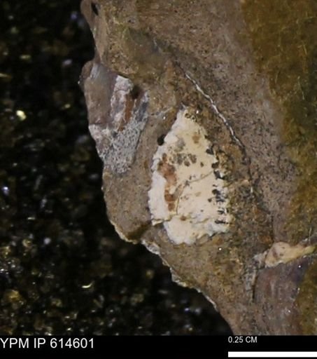 undet. Mollusca