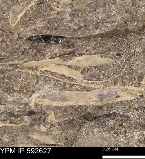 undet. Mollusca