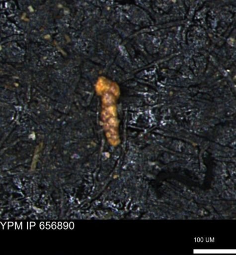 Verneuilinoides kansasensis