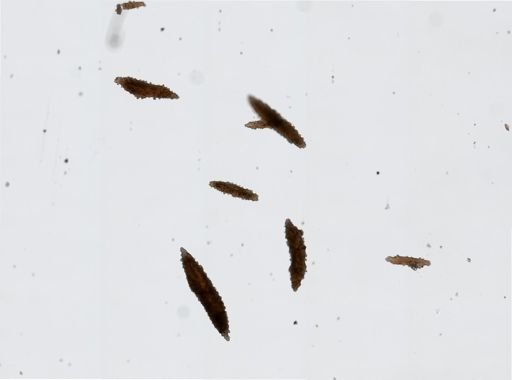 Scleracis guadalupensis