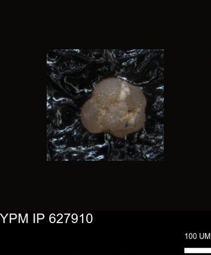 undet. Foraminiferida