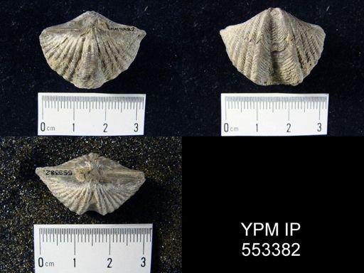 Delthyris consobrinus