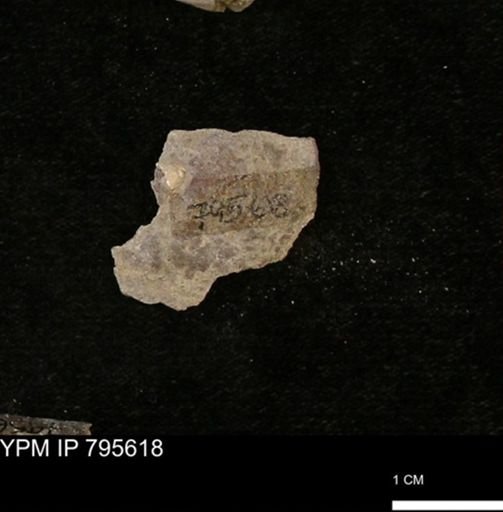 Baculites sp.