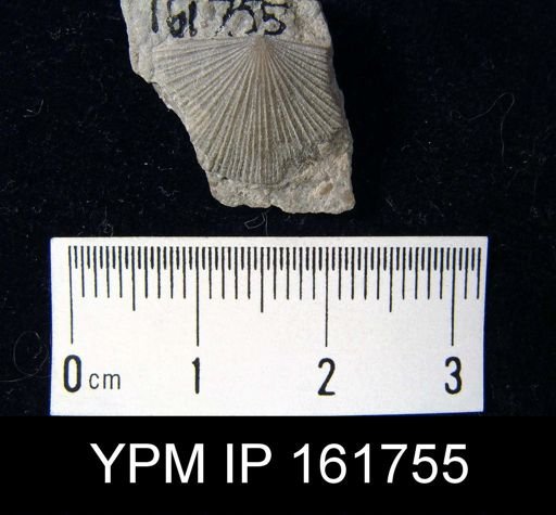 Schuchertella subplana
