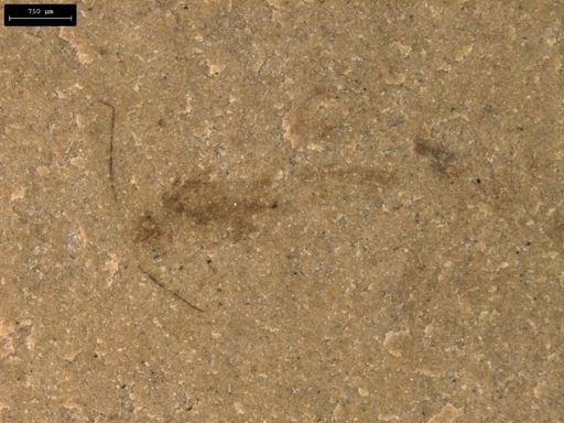 taxon undetermined