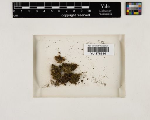 Plantae