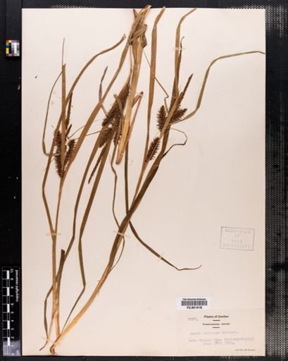 Carex retrorsa