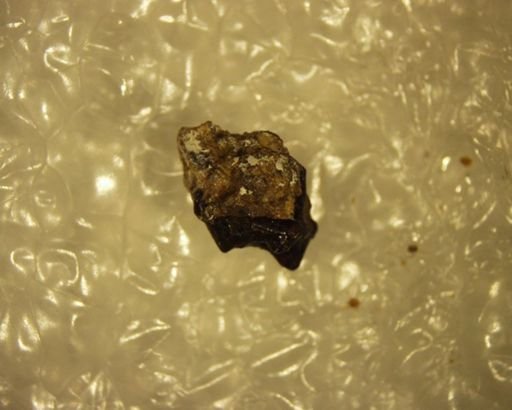 Bisonalveus browni
