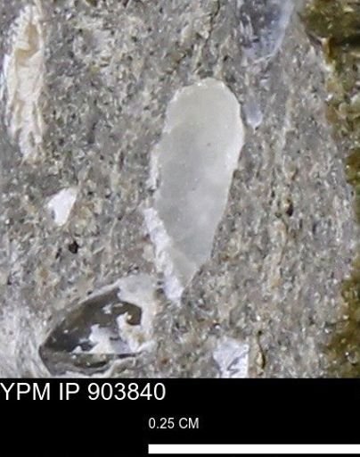 undet. Bivalvia
