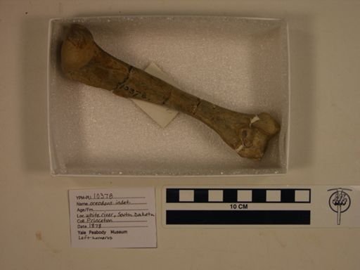 Oreodontidae