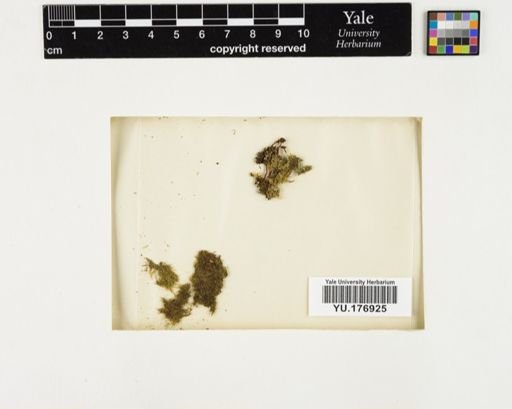Plantae