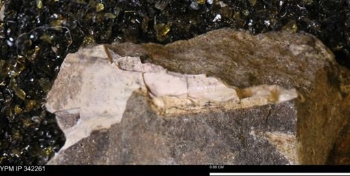 undet. Scaphitidae