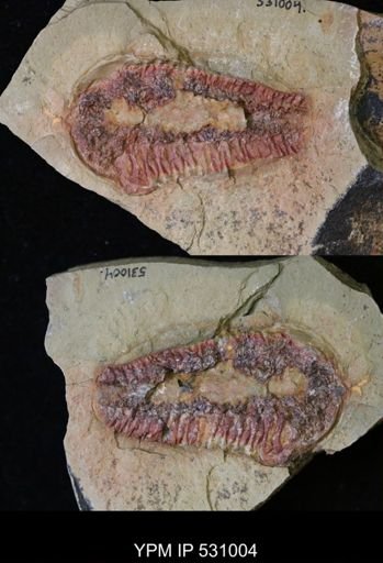 undet. Phacopida
