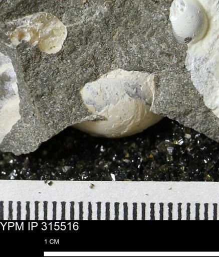 undet. Bivalvia