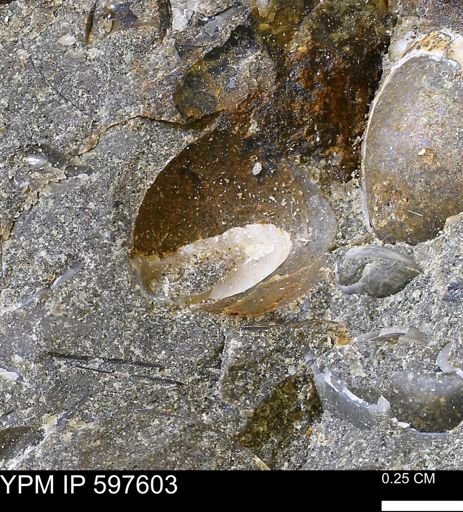 undet. Bivalvia
