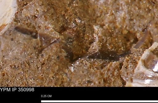 undet. Mollusca