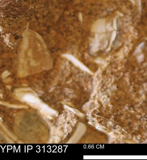 Corbicula