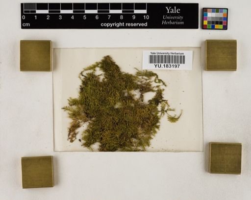 Plantae